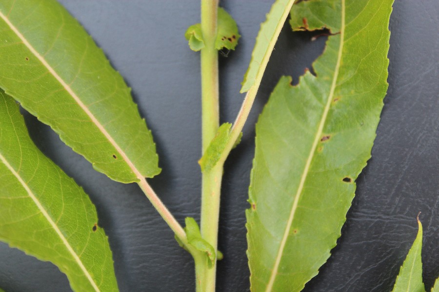 Salix eriocephala 2