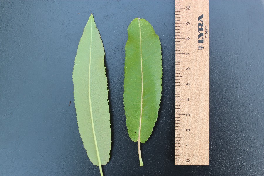 Salix eriocephala 4