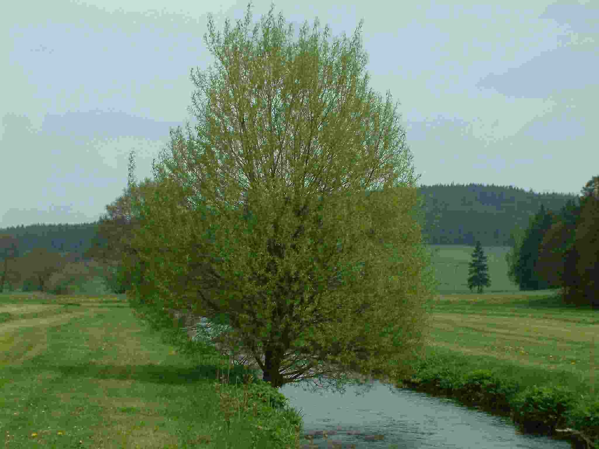 Salix fragilis 1