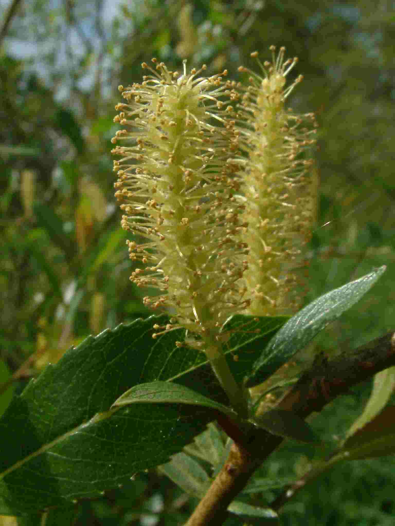 Salix fragilis 2