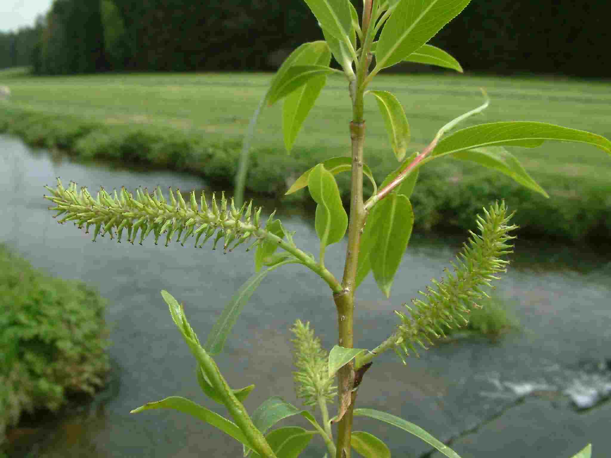Salix fragilis 3