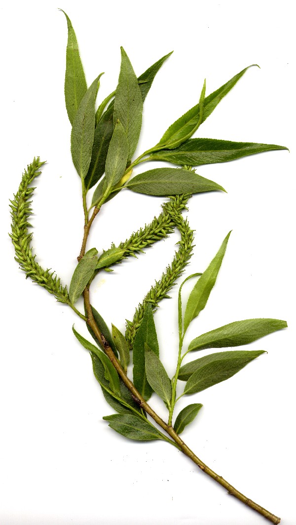 Salix fragilis 4