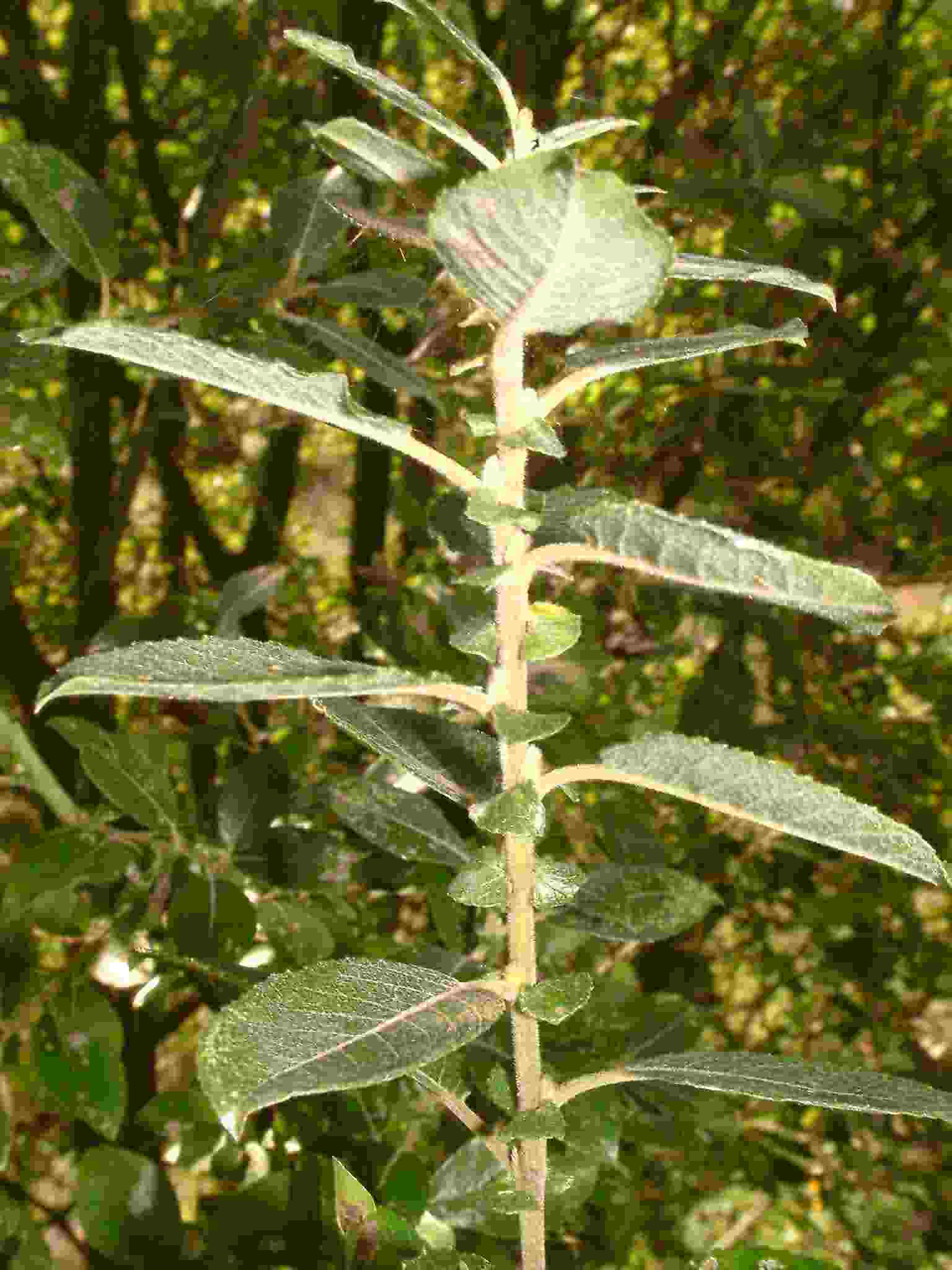 Salix myrsinifolia 1