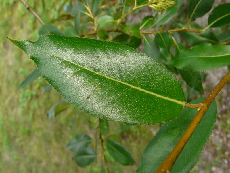 Salix pentandra 4