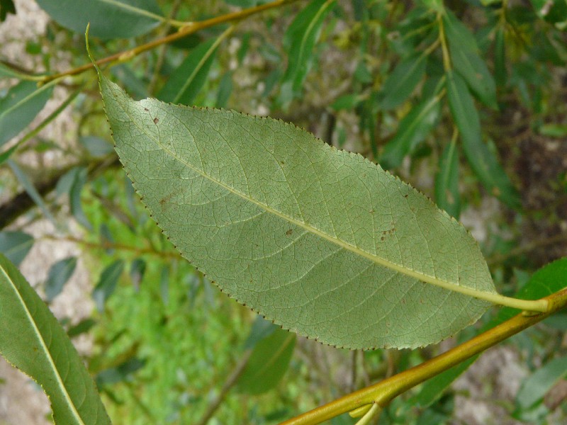 Salix pentandra 5