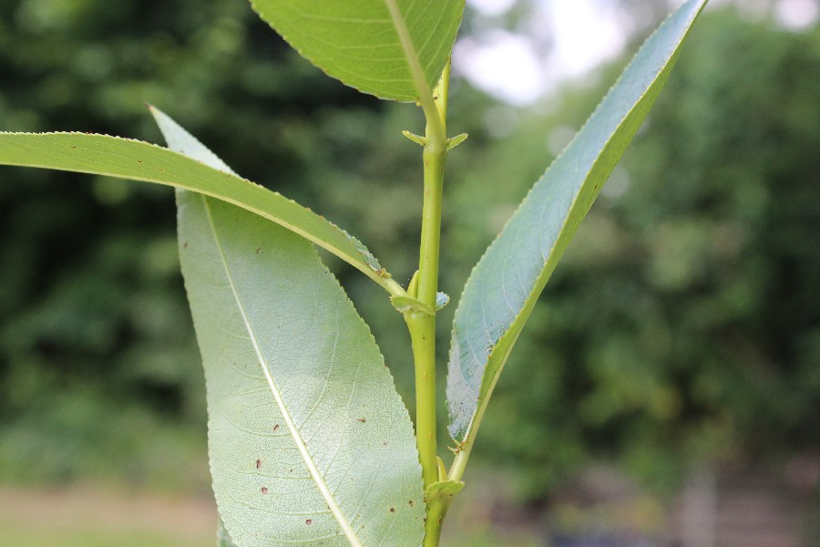 Salix pentandra 3