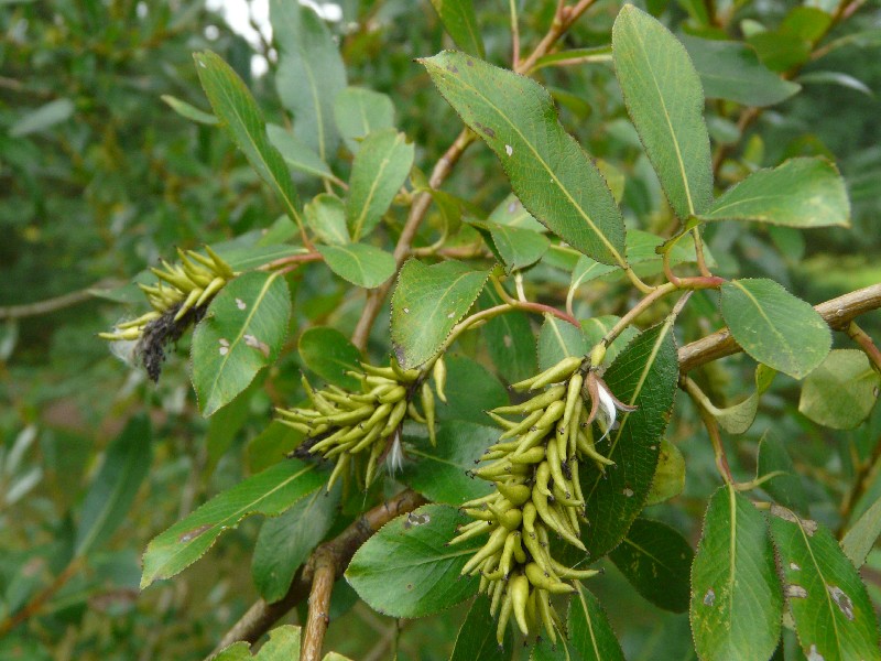 Salix pentandra 1