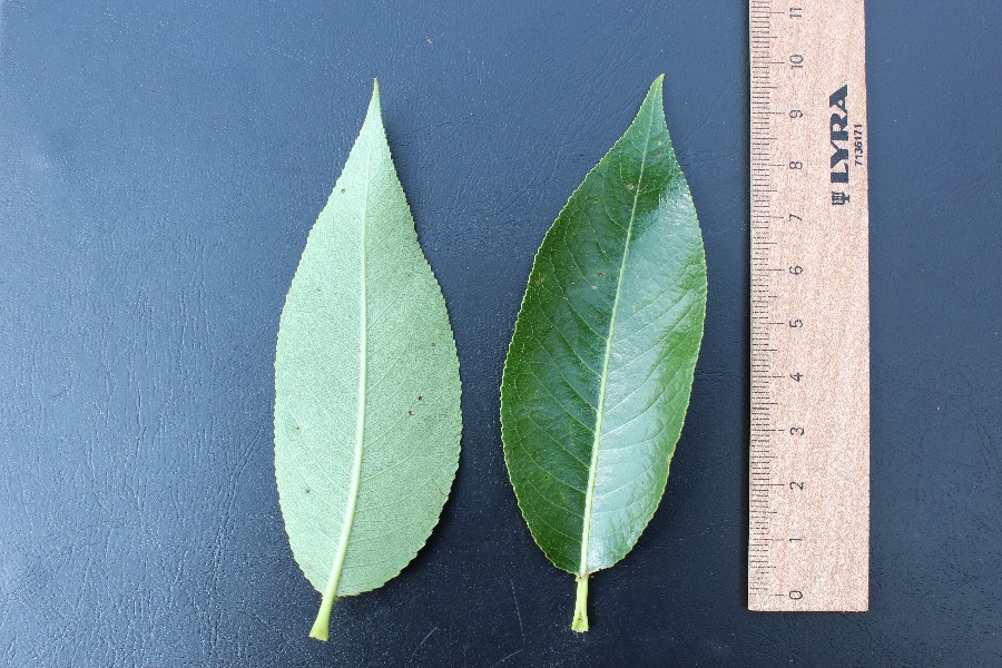 Salix pentandra 6