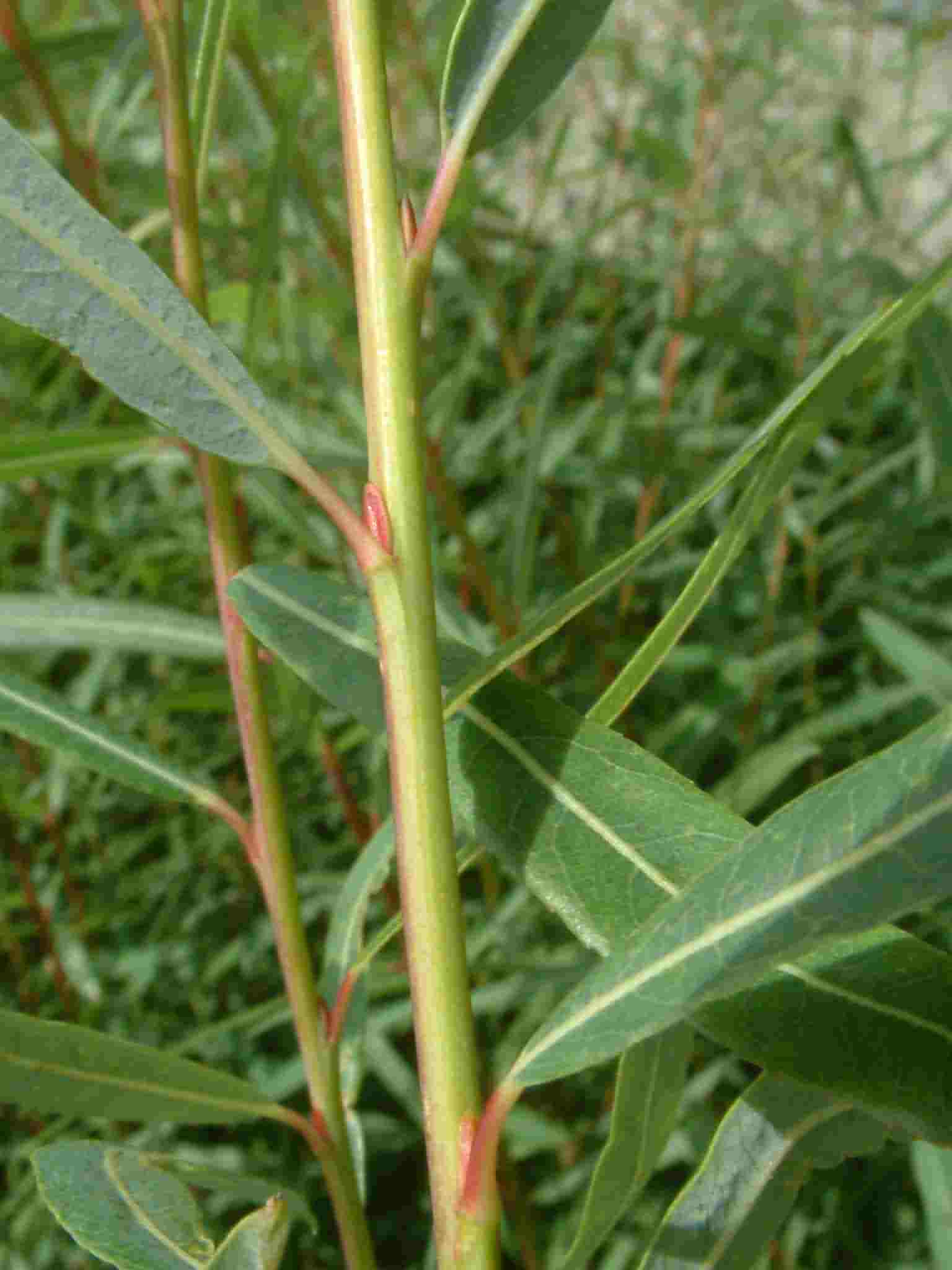 Salix purpurea 1