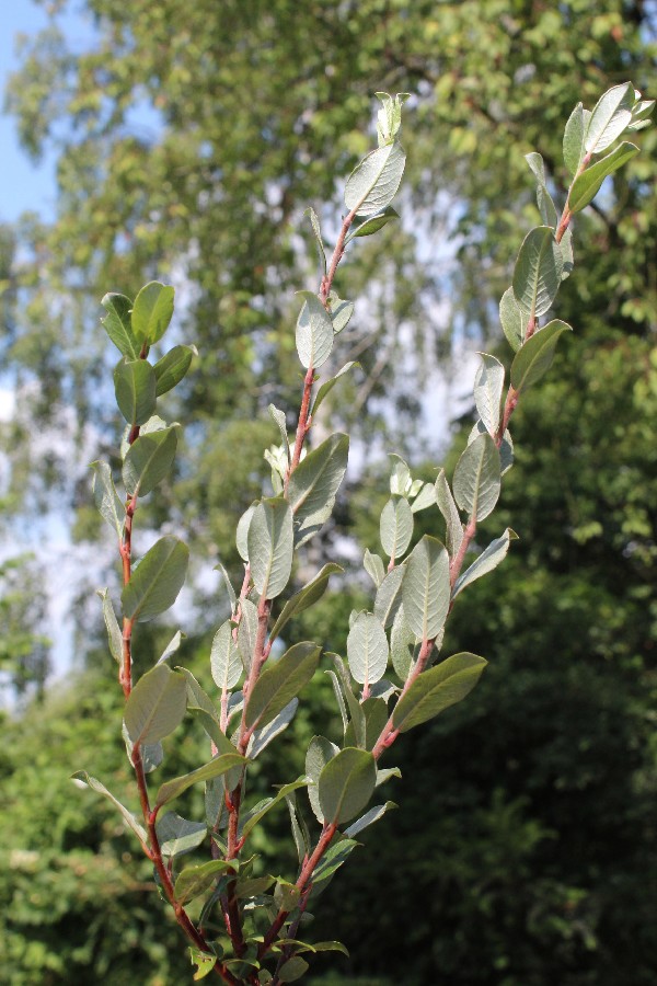 Salix repens 3