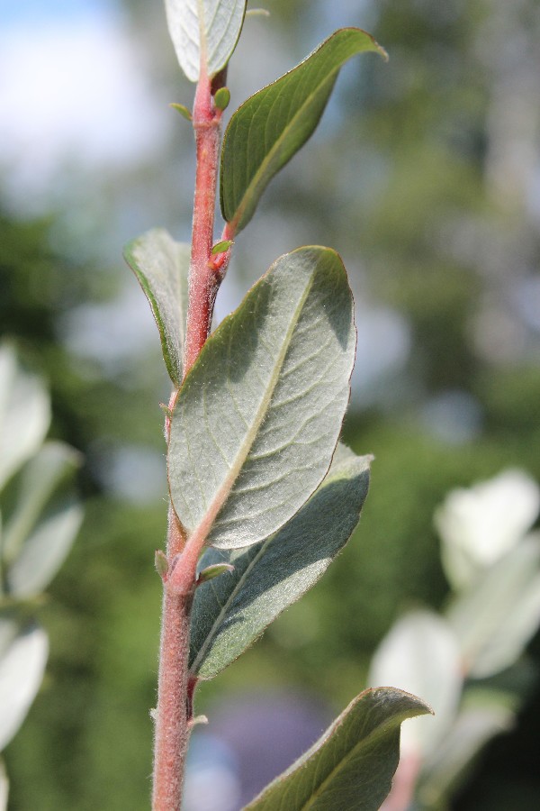 Salix repens 4