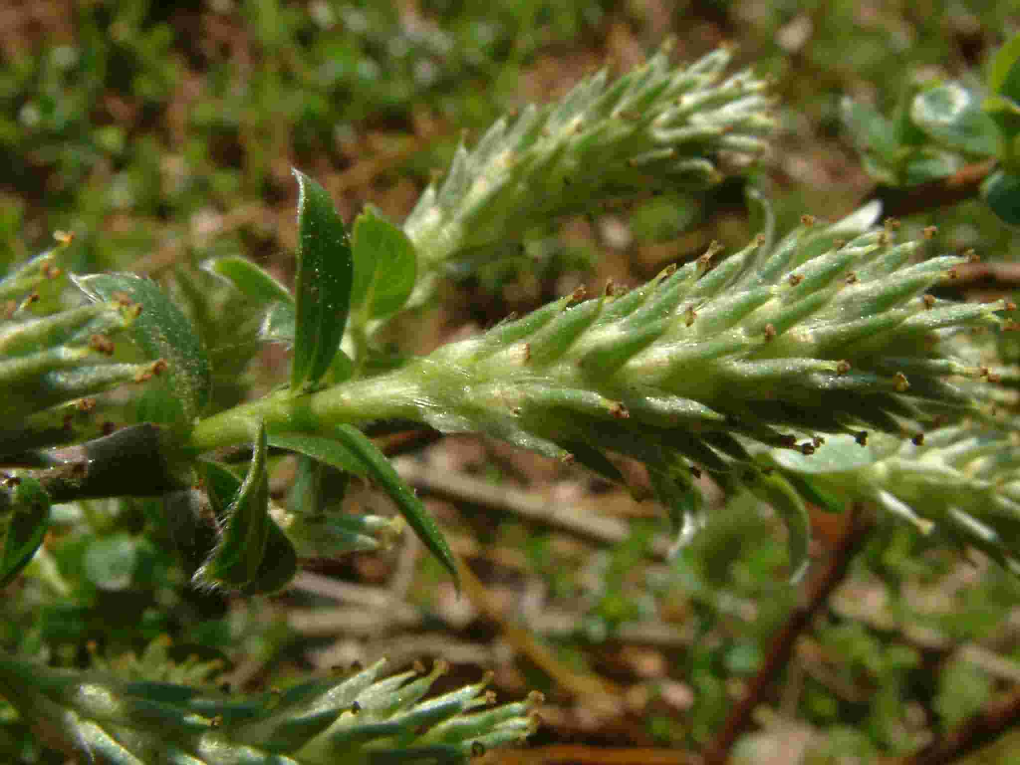 Salix repens 2