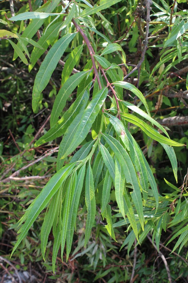 Salix sachalinensis 1