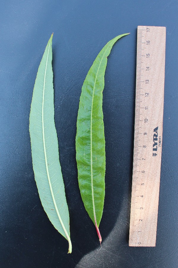 Salix sachalinensis 2