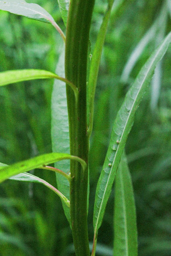 Salix sachalinensis Ã€ S. viminalis 1