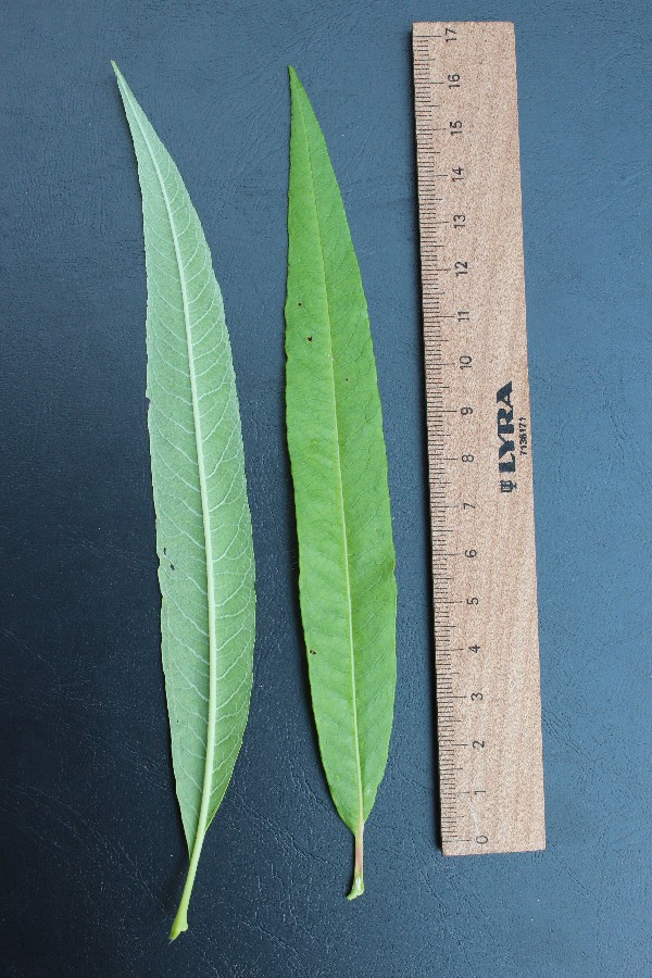 Salix sachalinensis Ã€ S. viminalis 2