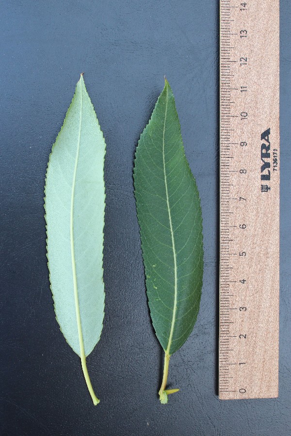S. triandra subsp. amygdalina 3