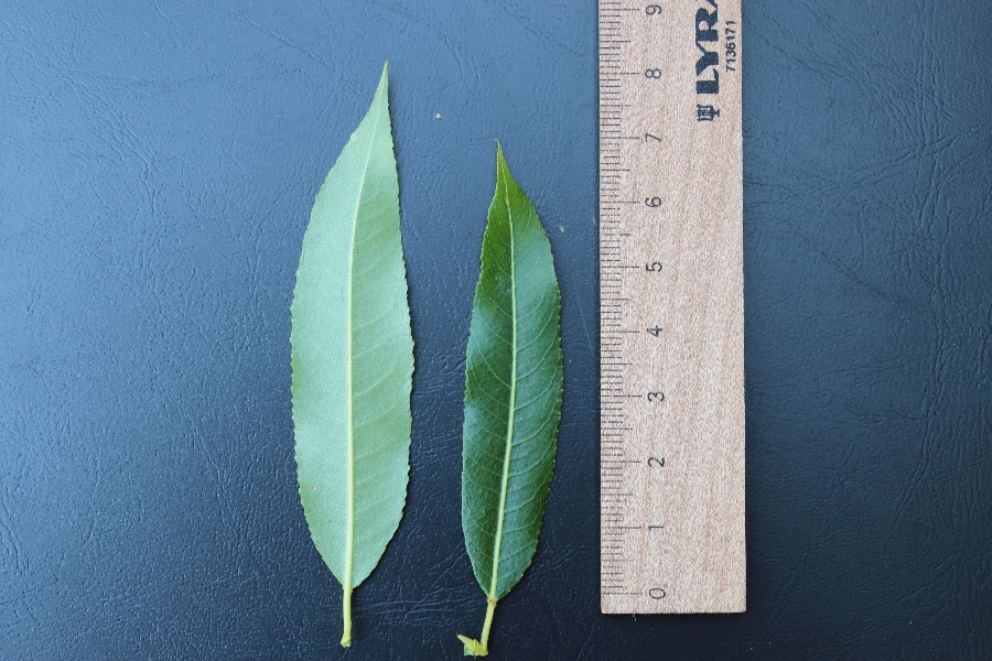 S. triandra subsp. triandra 3