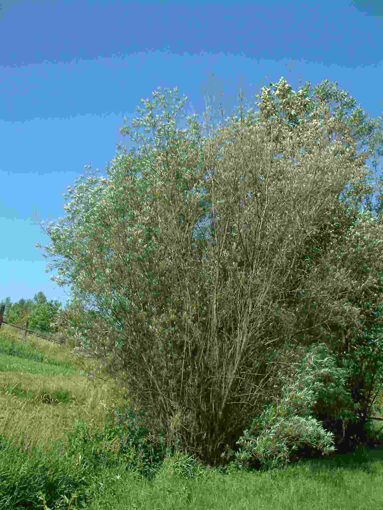 Salix viminalis 1