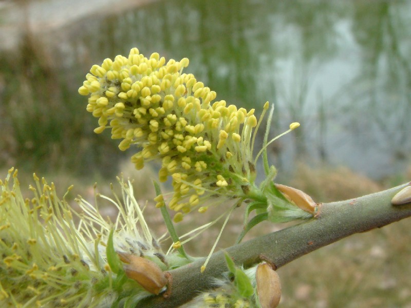 Salix viminalis 2