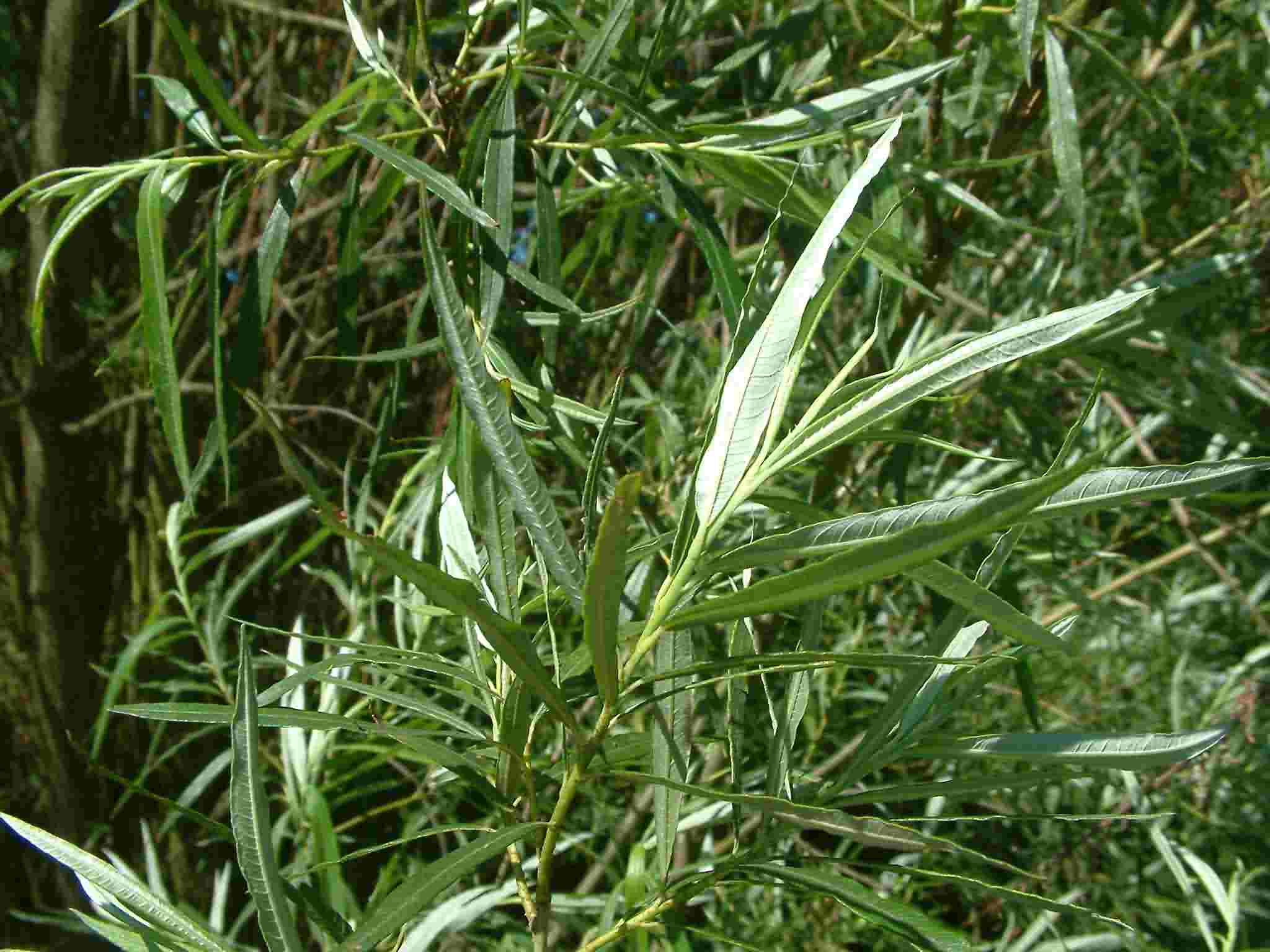Salix viminalis 3