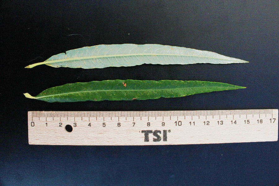 Salix viminalis 5