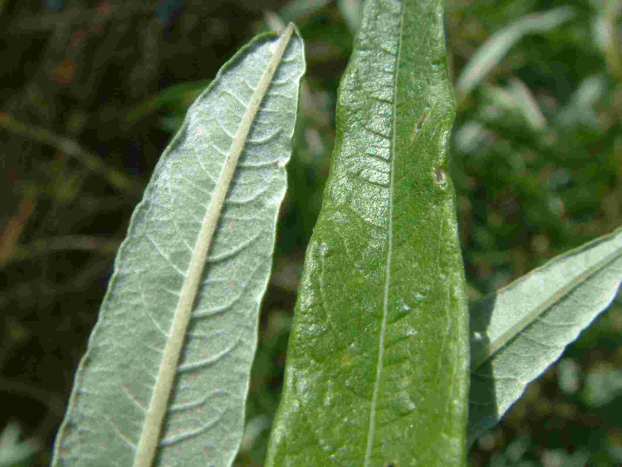 Salix viminalis 4