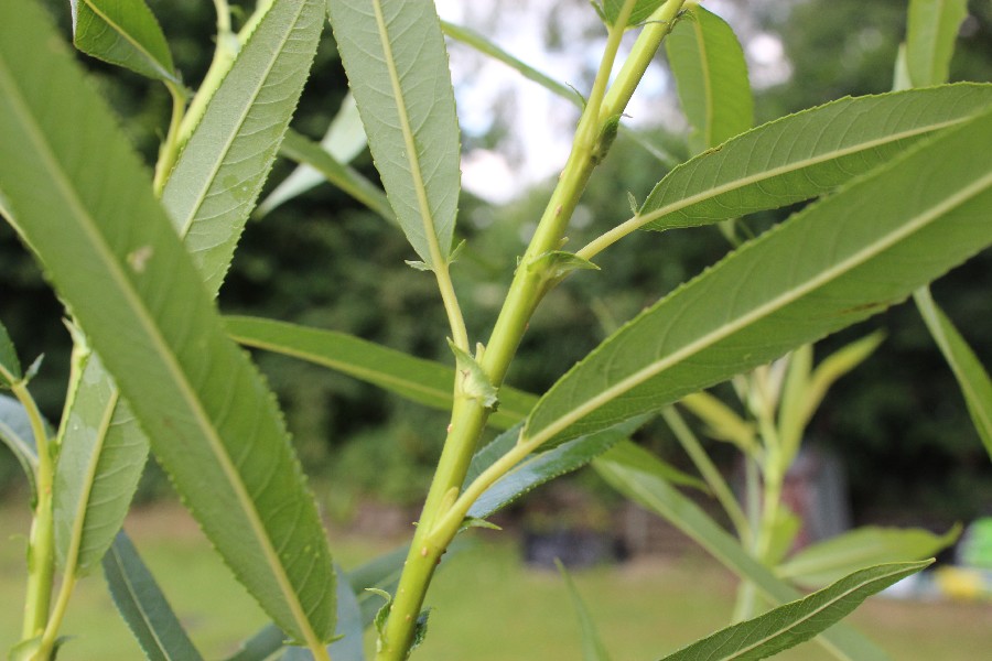 Salix_x_mollissima_var_undulata 1