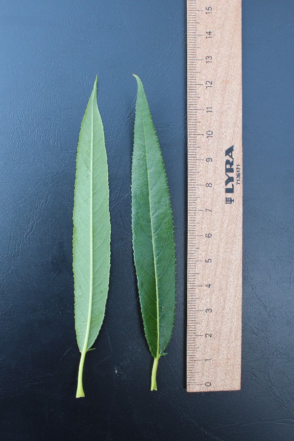 Salix_x_mollissima_var_undulata 2