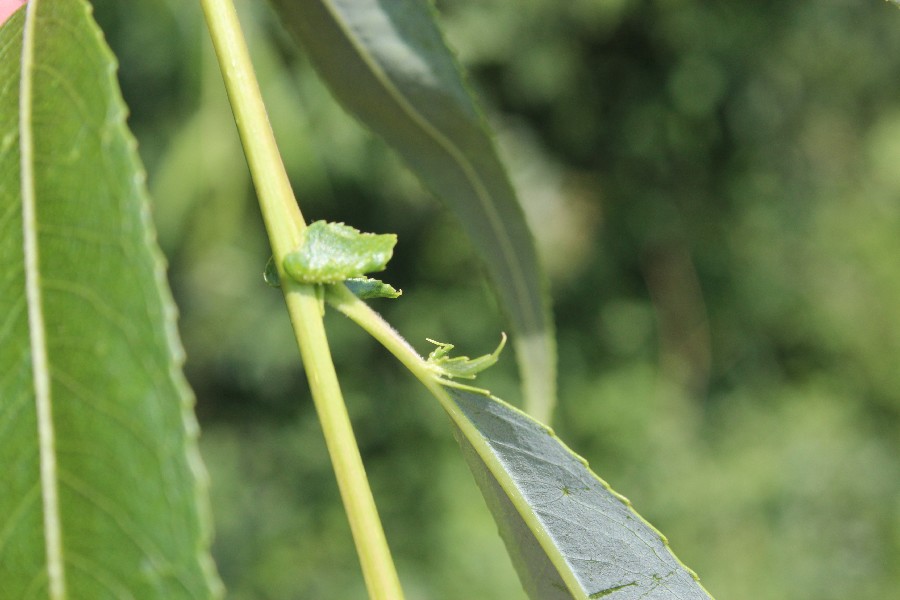 Salix_x_pendulina_cv_Elegantissima 2