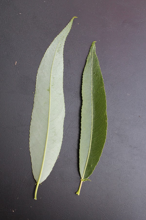 Salix_x_pendulina_cv_Elegantissima 3