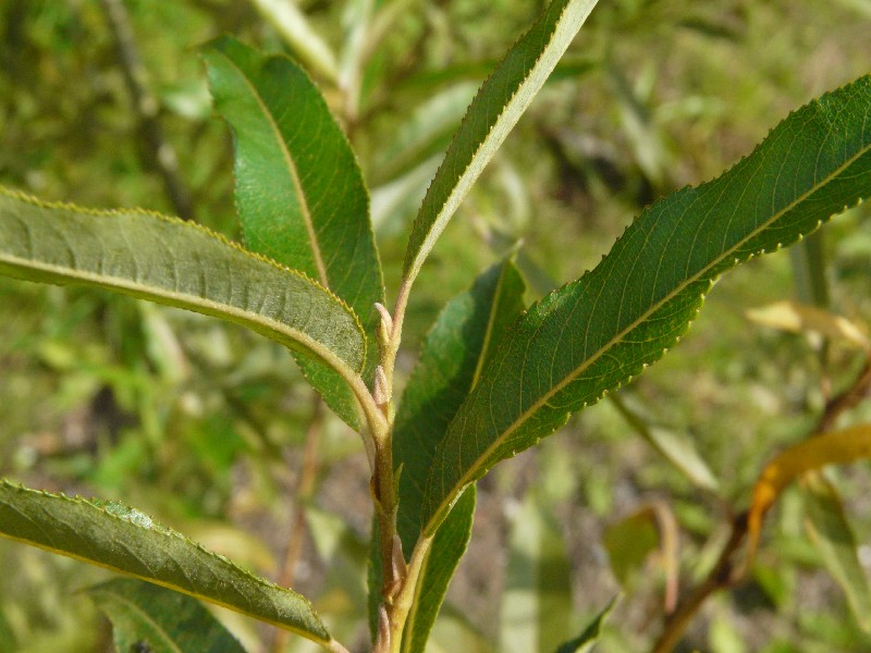 Salix Ã€ rubra 1