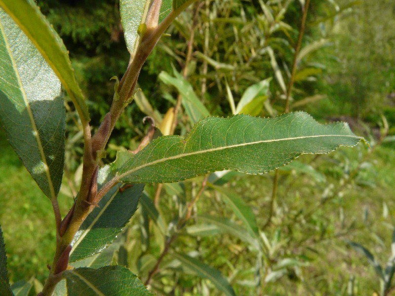 Salix Ã€ rubra 2