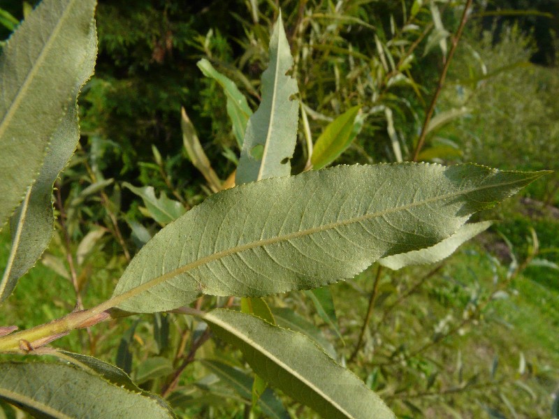 Salix Ã€ rubra 3