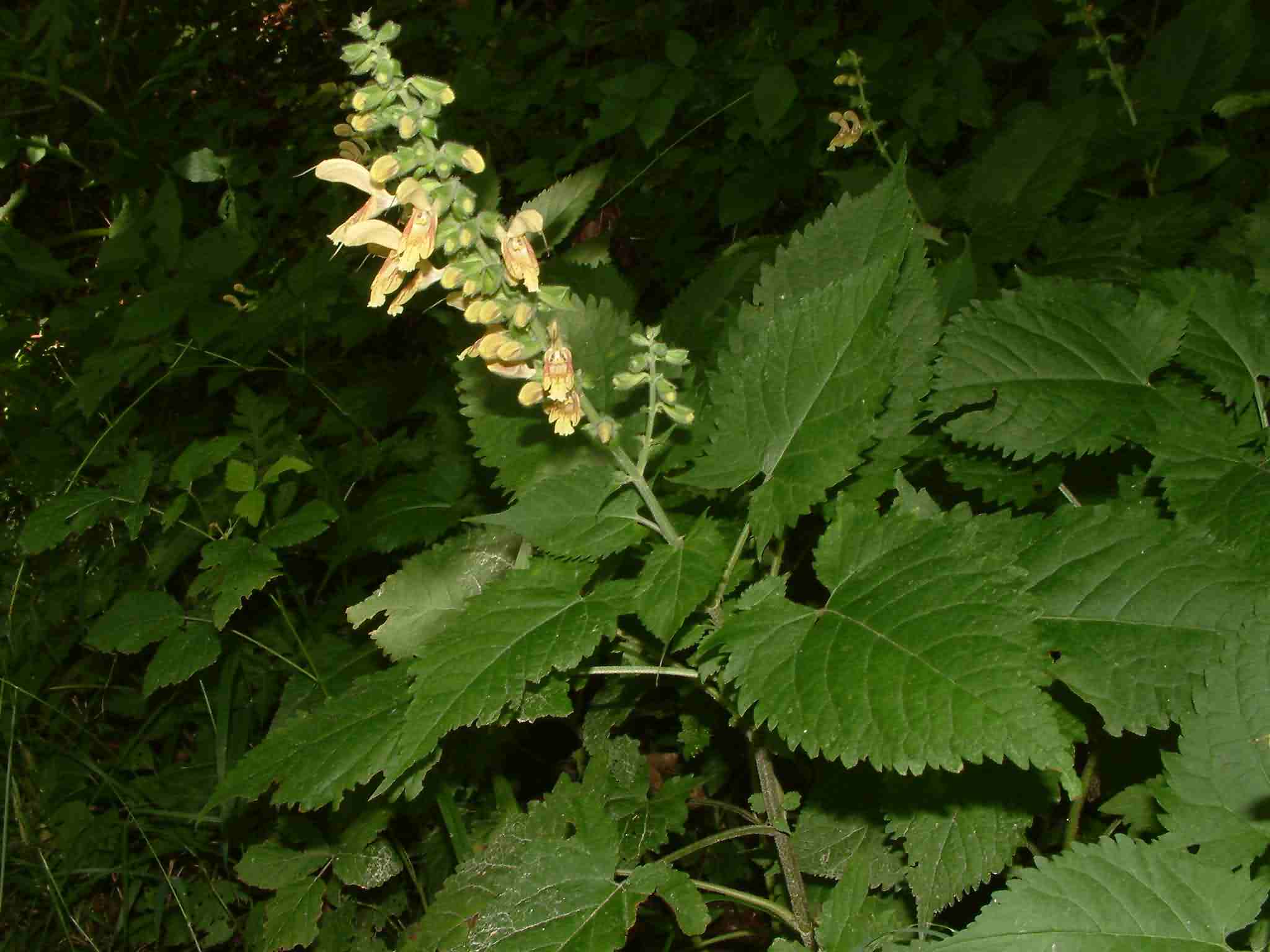 Salvia glutinosa 1