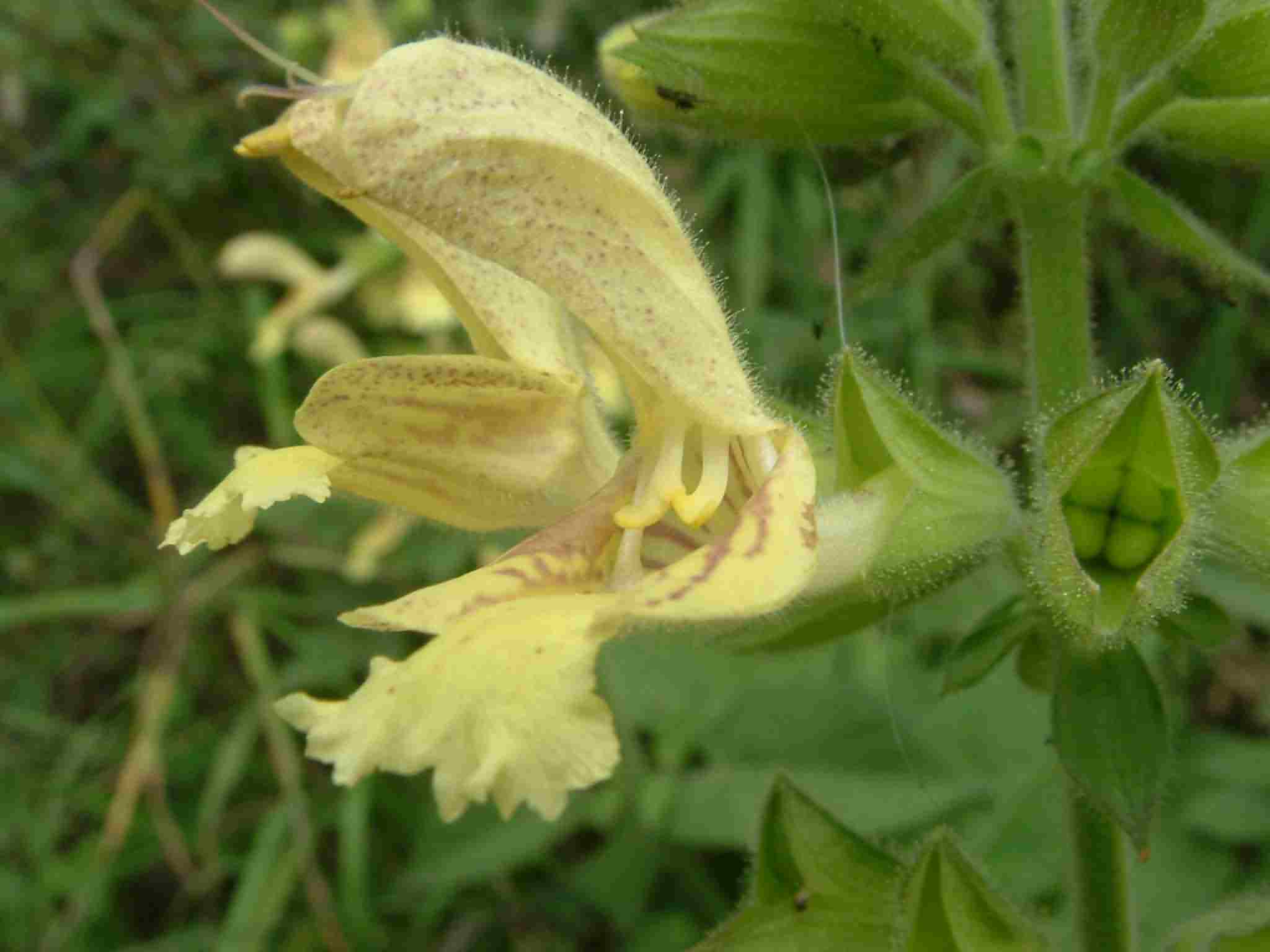 Salvia glutinosa 2