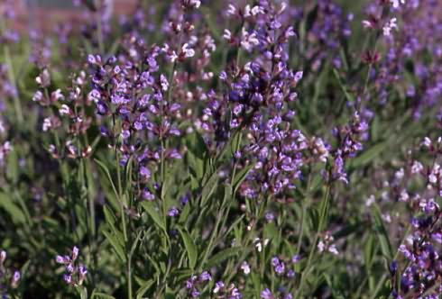 Salvia officinalis 1