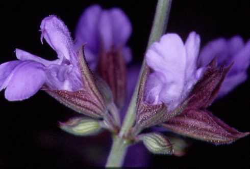Salvia officinalis 2