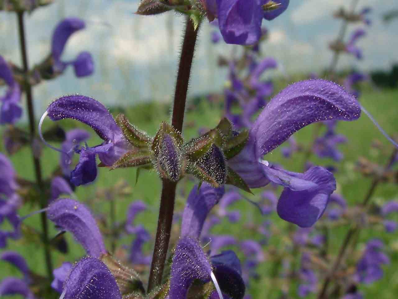 Salvia pratensis 2