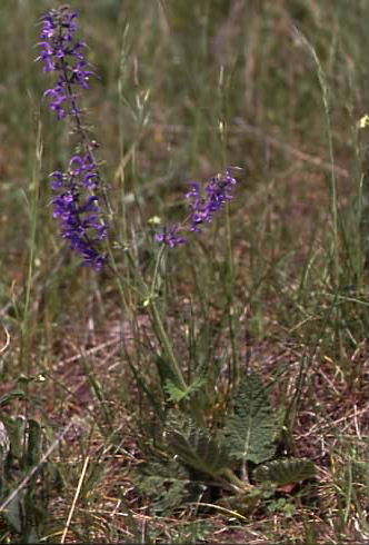 Salvia pratensis 1