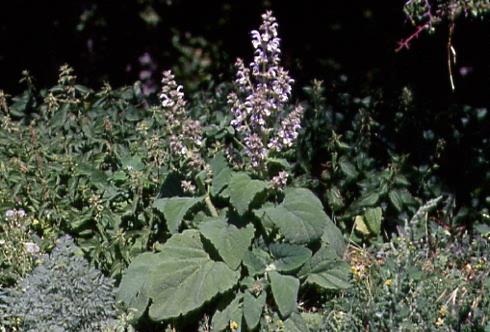 Salvia sclarea 1