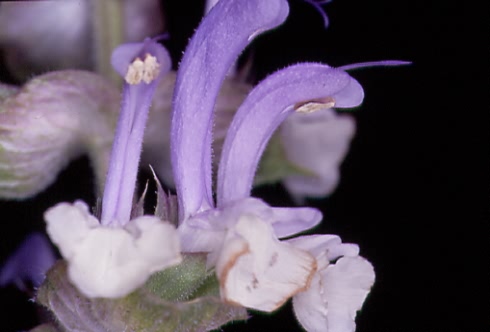 Salvia sclarea 2