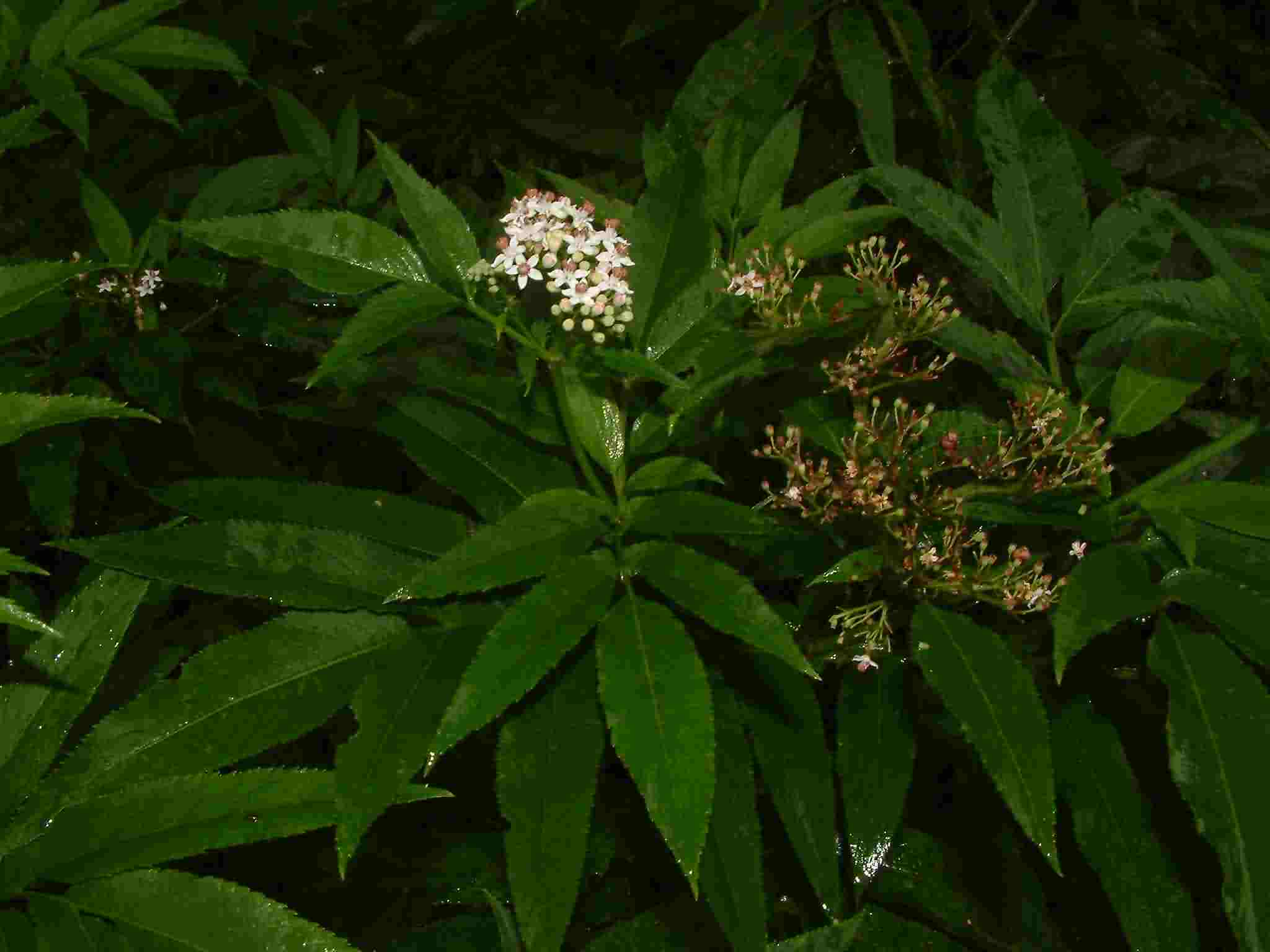 Sambucus ebulus 2