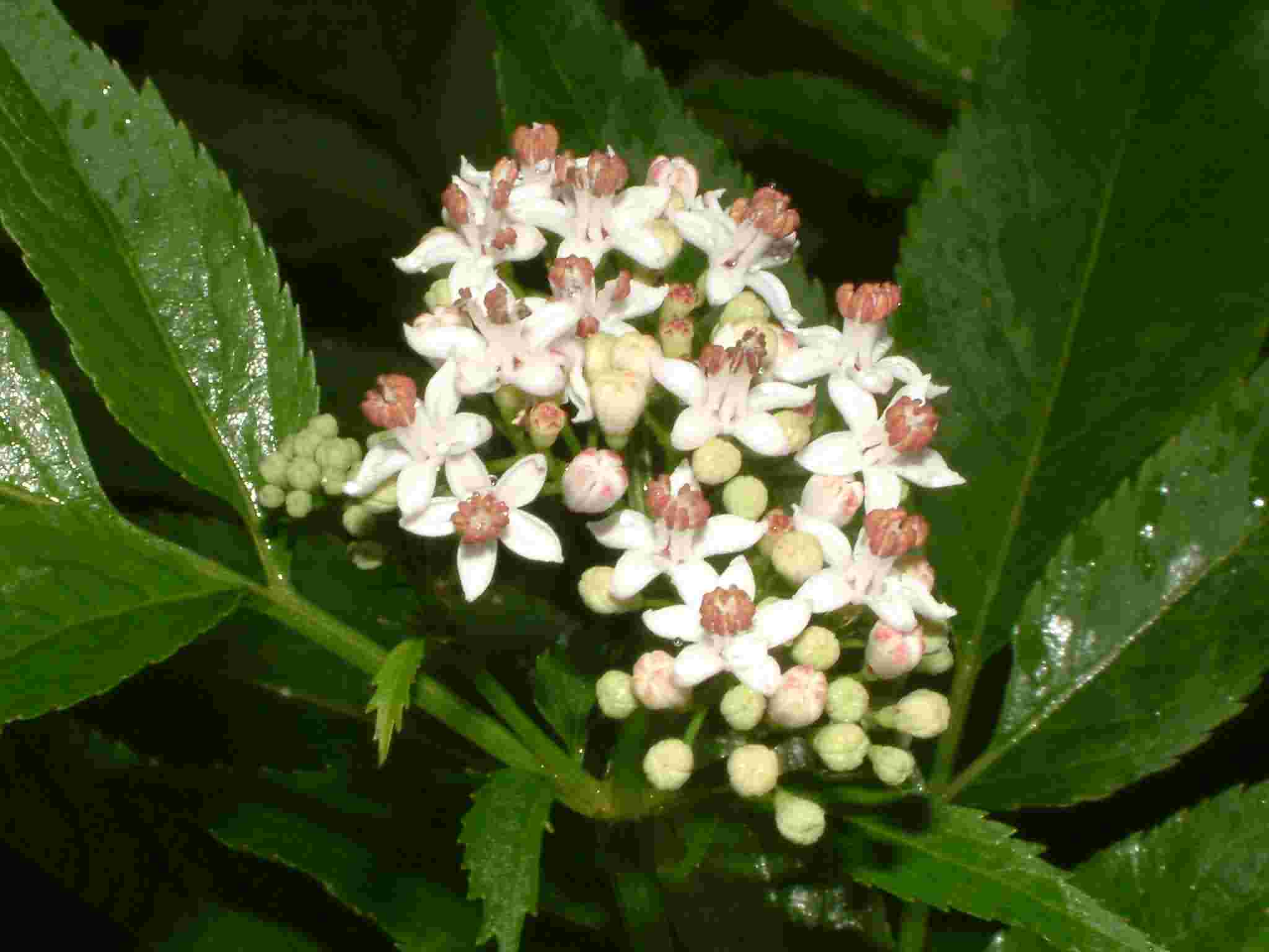 Sambucus ebulus 3