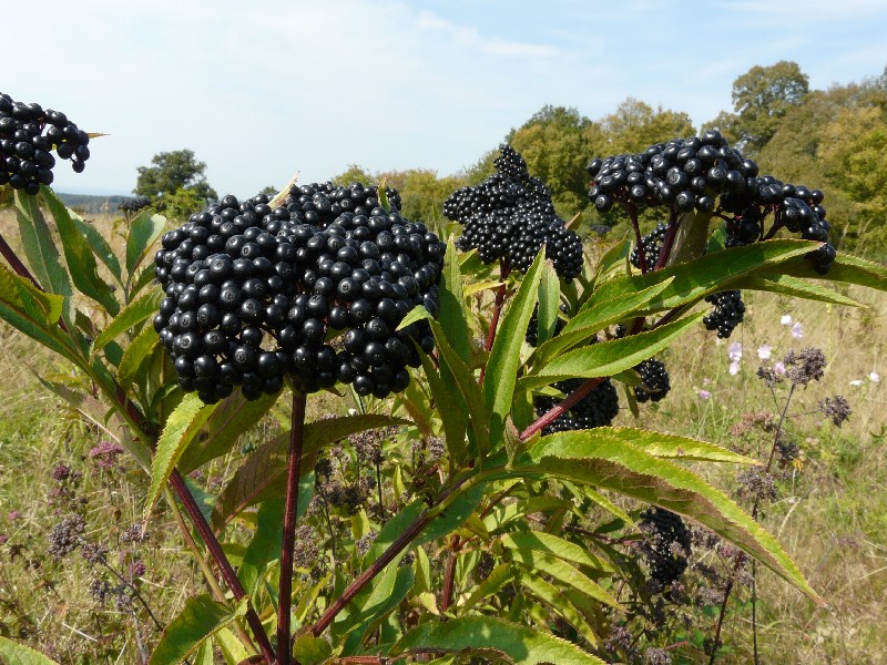 Sambucus ebulus  4