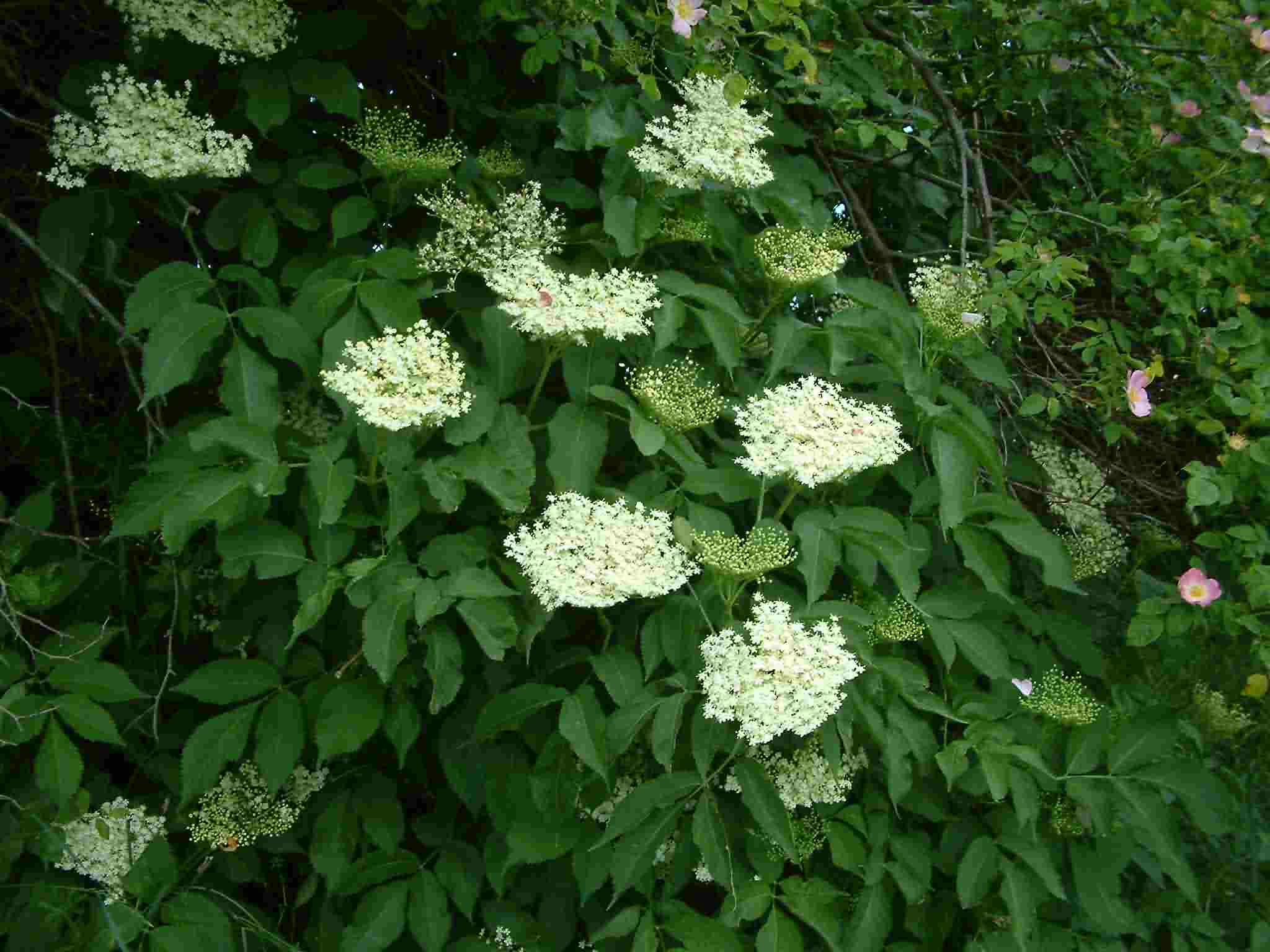 Sambucus nigra 2