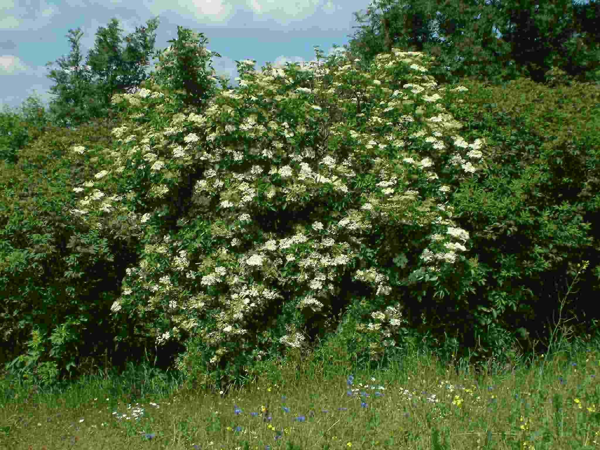 Sambucus nigra 1