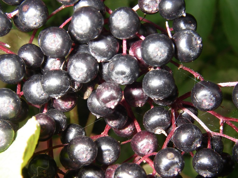 Sambucus nigra 4