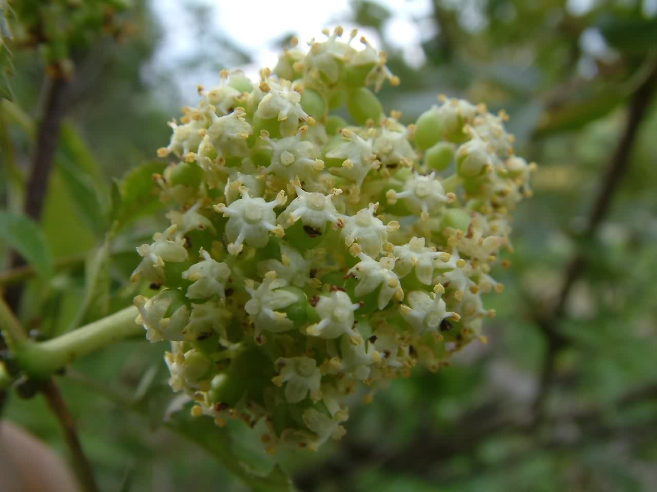 Sambucus racemosa 3