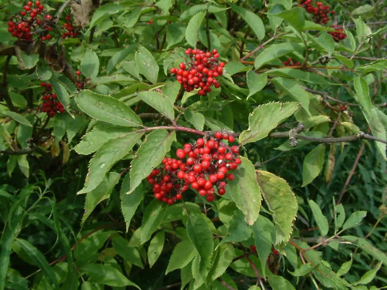 Sambucus racemosa 2